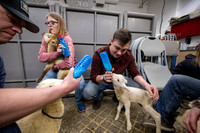 Feeding Lambs - Mar 2026