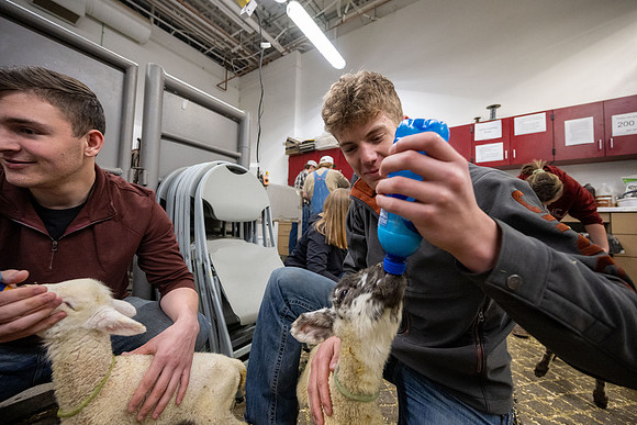 Feeding Lambs - Mar 2026