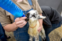 Feeding Lambs - Mar 2026