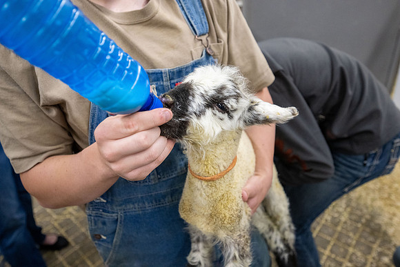 Feeding Lambs - Mar 2026