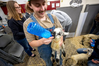 Feeding Lambs - Mar 2026