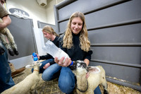 Feeding Lambs - Mar 2026