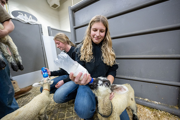 Feeding Lambs - Mar 2026