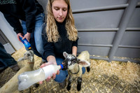 Feeding Lambs - Mar 2026