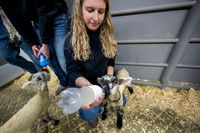 Feeding Lambs - Mar 2026