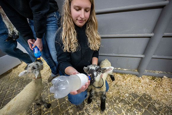Feeding Lambs - Mar 2026
