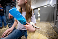 Feeding Lambs - Mar 2026