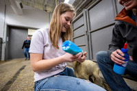 Feeding Lambs - Mar 2026