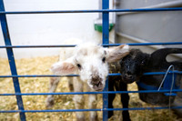 Feeding Lambs - Mar. 2026
