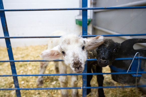 Feeding Lambs - Mar. 2026