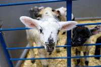 Feeding Lambs - Mar. 2026