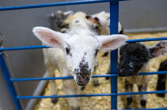 Feeding Lambs - Mar. 2026