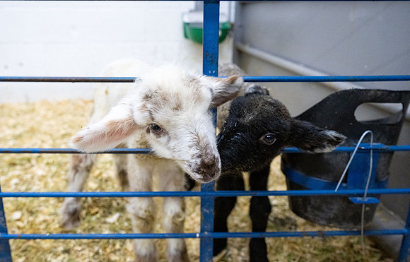 Feeding Lambs - Mar. 2026