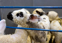 Feeding Lambs - Mar. 2026