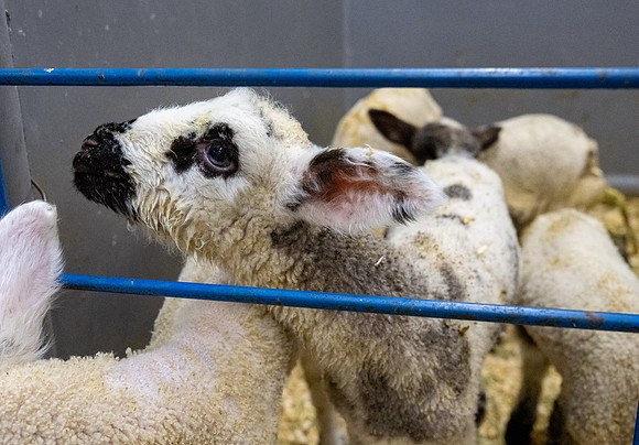 Feeding Lambs - Mar. 2026
