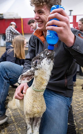 Feeding Lambs - Mar. 2026