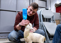 Feeding Lambs - Mar. 2026