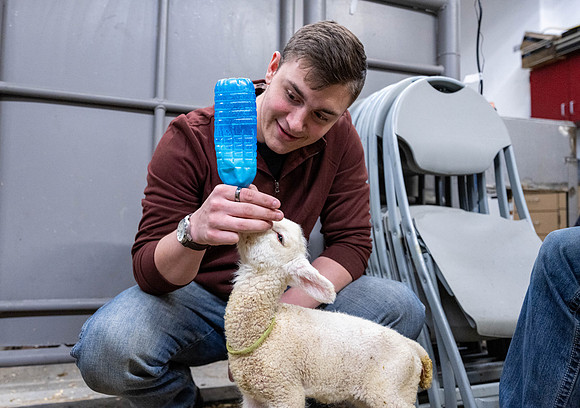 Feeding Lambs - Mar. 2026