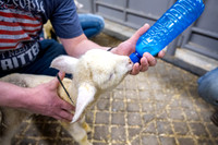 Feeding Lambs - Mar. 2026