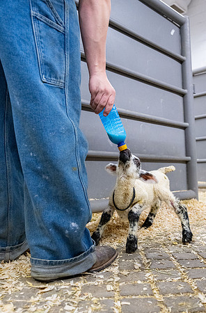 Feeding Lambs - Mar. 2026
