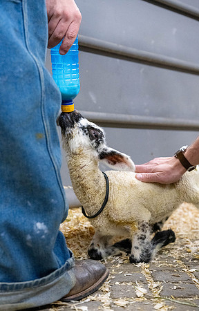Feeding Lambs - Mar. 2026