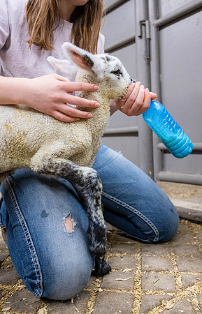 Feeding Lambs - Mar. 2026