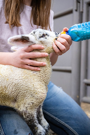 Feeding Lambs - Mar. 2026