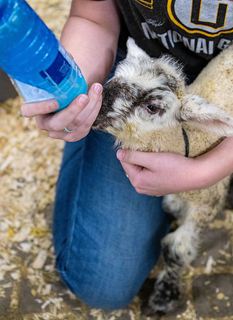 Feeding Lambs - Mar. 2026