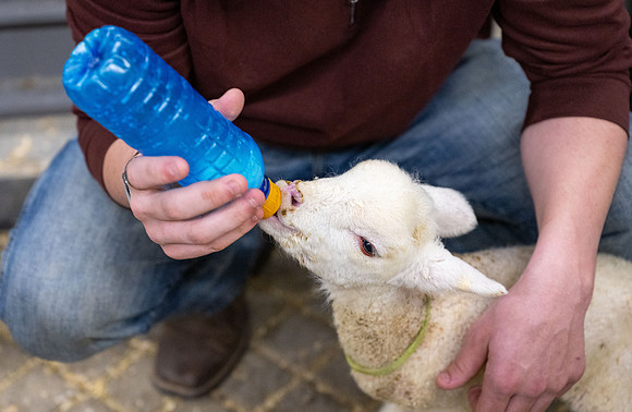 Feeding Lambs - Mar. 2026