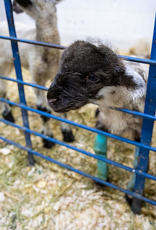 Feeding Lambs - Mar. 2026