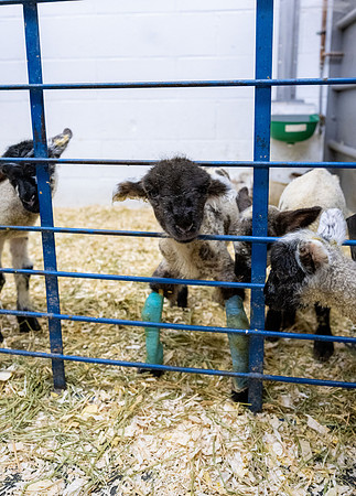 Feeding Lambs - Mar. 2026