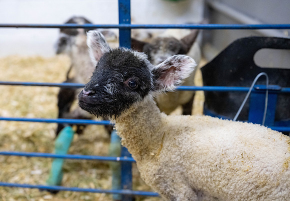 Feeding Lambs - Mar. 2026