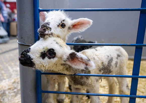 Feeding Lambs - Mar. 2026