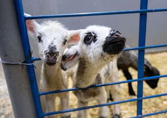 Feeding Lambs - Mar. 2026