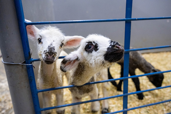 Feeding Lambs - Mar. 2026
