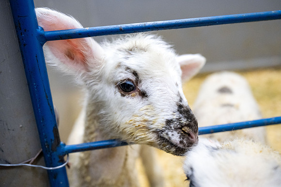 Feeding Lambs - Mar. 2026