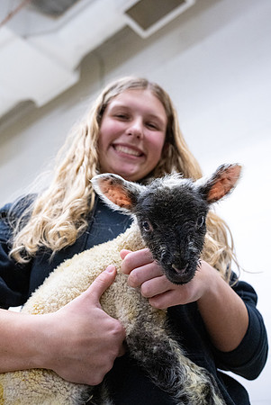 Feeding Lambs - Mar. 2026