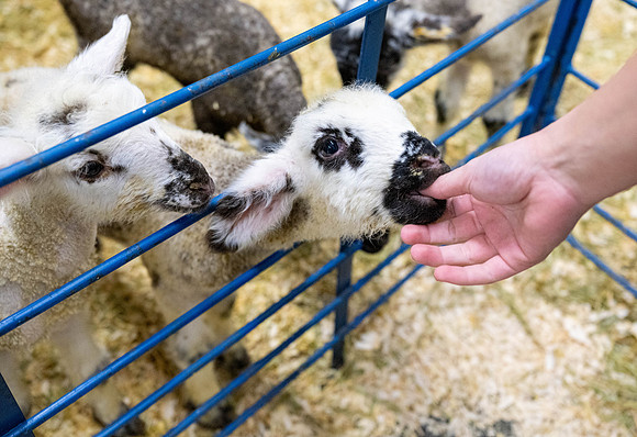 Feeding Lambs - Mar. 2026