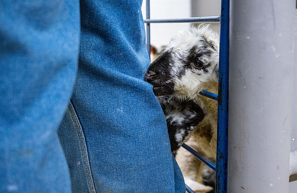 Feeding Lambs - Mar. 2026