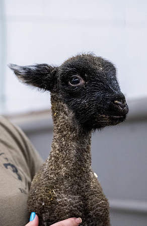 Feeding Lambs - Mar. 2026