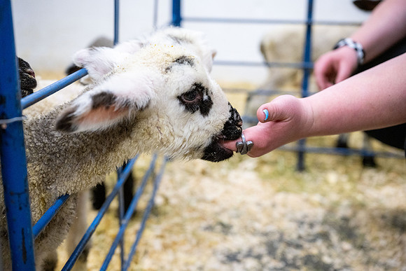 Feeding Lambs - Mar. 2026