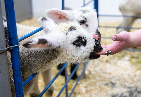 Feeding Lambs - Mar. 2026