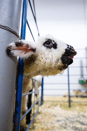 Feeding Lambs - Mar. 2026