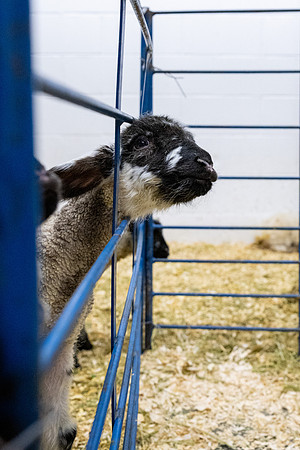 Feeding Lambs - Mar. 2026