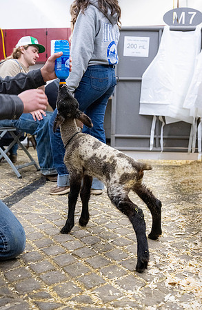 Feeding Lambs - Mar. 2026