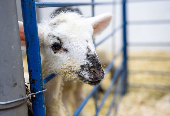 Feeding Lambs - Mar. 2026