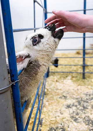 Feeding Lambs - Mar. 2026
