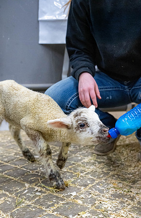 Feeding Lambs - Mar. 2026