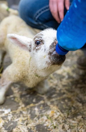 Feeding Lambs - Mar. 2026