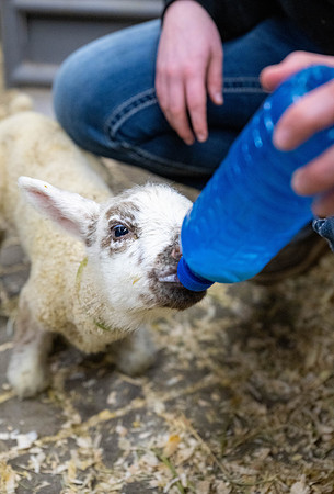 Feeding Lambs - Mar. 2026